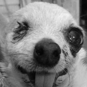 Meet your Posher, Barbara